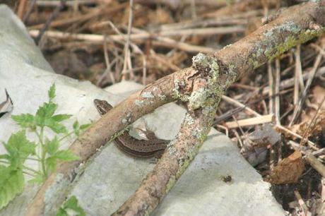 Podarcis muralis pierre lezard romi 26 août 047.jpg