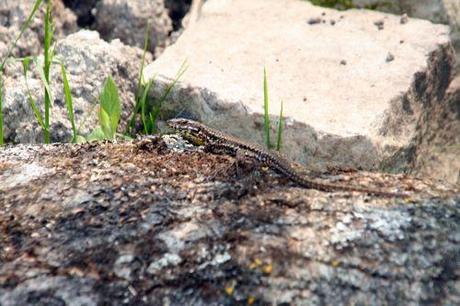 Podarcis muralis entre lezard romi 8 mai 012.jpg