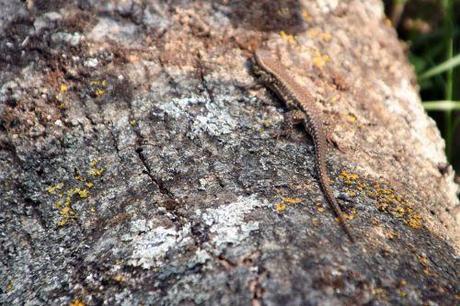 Podarcis muralis tronc lezard romi 8 mai 009.jpg