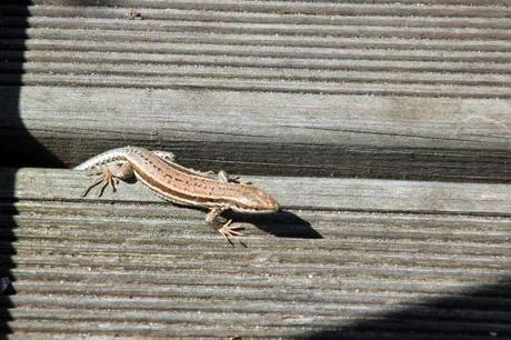 Podarcis muralis 10 août 2013 073.jpg