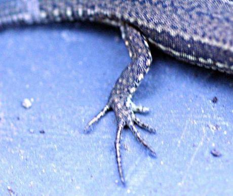 Podarcis muralis lézard patte p romi 28 sept 091.jpg