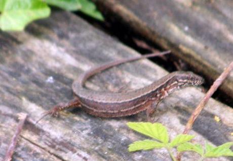 Podarcis muralis tronc lézard romi 23 mai 091.jpg