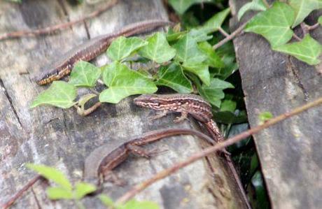 Podarcis muralis multitude lézards romi 23 mai 088.jpg