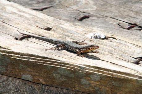 Podarcis muralis table lezard romi 9 avril 084.jpg