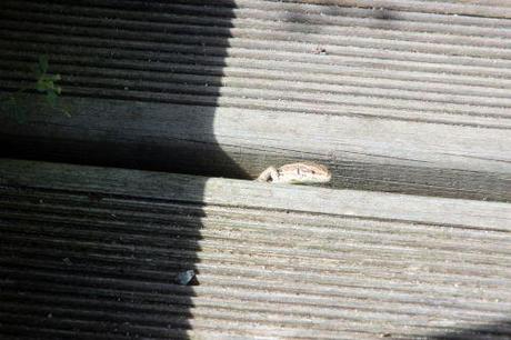 Podarcis muralis 10 août 2013 067.jpg