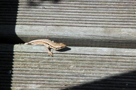 Podarcis muralis 10 août 2013 072.jpg