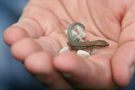 Podarcis muralis enfant lezard romi 26 août 104.jpg