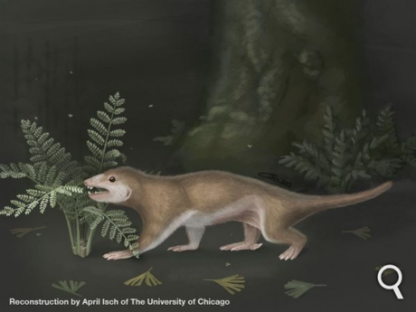 Megaconus, un mammalien aux dents spécialisées et aux éperons venimeux 6dbd918be9fac990b7cb7424861ed7e7-align-second-bottom-right.png