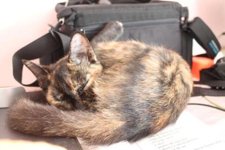 The Bodyguard-cat (Chat ) les-animaux2-3076.JPG