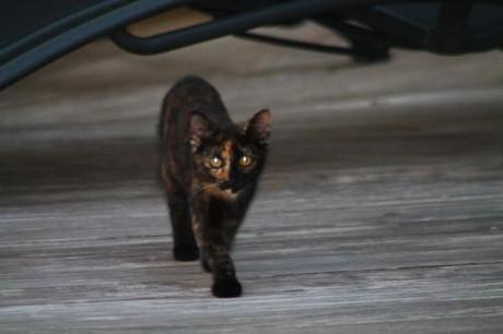 The Bodyguard-cat (Chat ) les-animaux2-3037.JPG