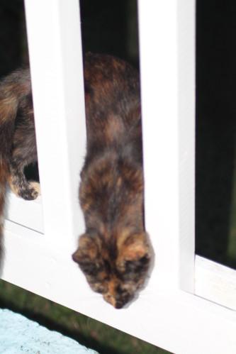 The Bodyguard-cat (Chat ) les-animaux2-3045.JPG