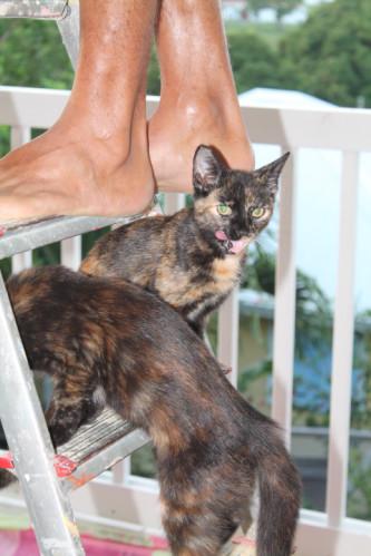 The Bodyguard-cat (Chat ) les-animaux2-3085.JPG