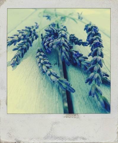 Pensée du Jour ... LAVANDE