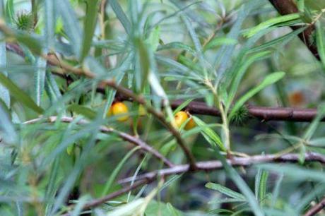 Hippophae rhamnoides 3 hippophae fem romi 3 août 2013 023 (1).jpg