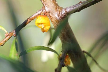 Hippophae rhamnoides 5 hippophae fem romi 15 août 2013 001 (4).jpg