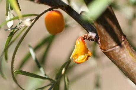 Hippophae rhamnoides 6 hippophae fem romi 15 août 2013 001 (5).jpg