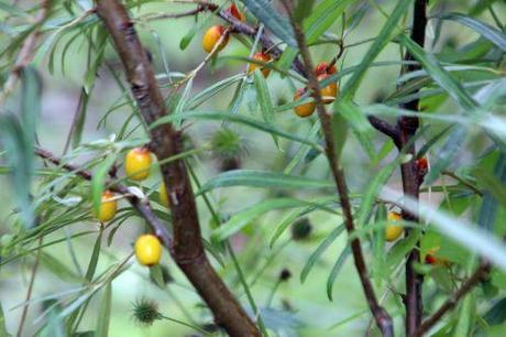 Hippophae rhamnoides 2 hippophae fem romi 3 août 2013 023 (3).jpg