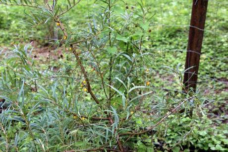 Hippophae rhamnoides 1 hippophae fem romi 3 août 2013 023 (4).jpg