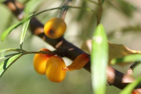 Hippophae rhamnoides 7 hippophae fem romi 15 août 2013 001 (6).jpg