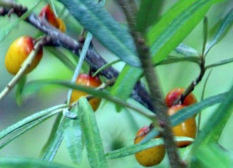 Hippophae rhamnoides 4 hippophae rec romi 3 août 2013 025.jpg