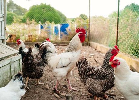 Dernière salve avant reprise L1032941.jpg