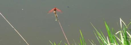 N’étant pas odonatologue … rectangle P1380988