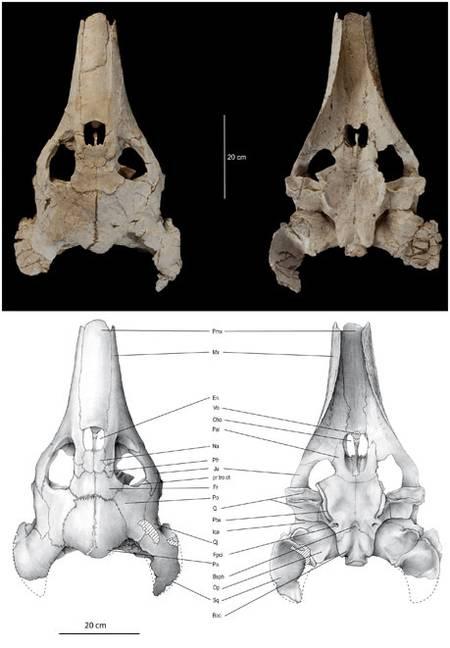 Vues dorsale (à gauche) et ventrale (à droite) du crâne d'Ocepechelon bouyai, une tortue du Crétacé mise au jour au Maroc. On distingue son museau tubulaire.