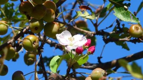 La chenille fait le printemps … au mois d’août fleur pommier P1380983
