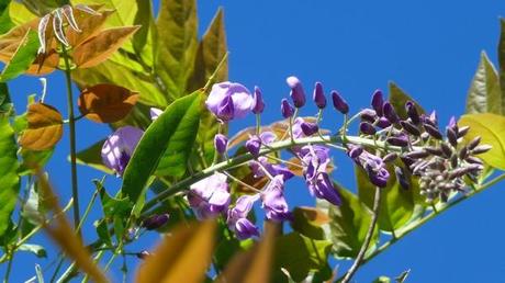 La chenille fait le printemps … au mois d’août fleur glycine P1380984
