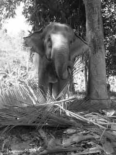 Chang Bo Rai, Trat : Attaque quotidienne d'éléphant sauvage [HD]