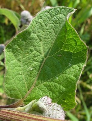 Arctium tomentosum (Bardane tomenteuse) Arctium tomentosum (Bardane tomenteuse)