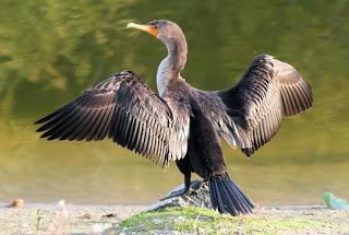 Chine : Quel avenir pour la pêche au cormoran? Chine : Quel avenir pour la pêche au cormoran?