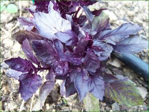 Les vertus thérapeutiques du basilic AS067_ocimum-basilicum-purple-ruffles
