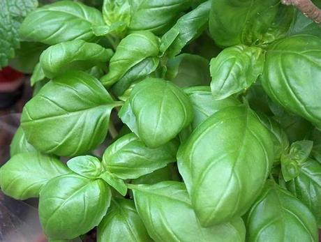 Les vertus thérapeutiques du basilic basilic1