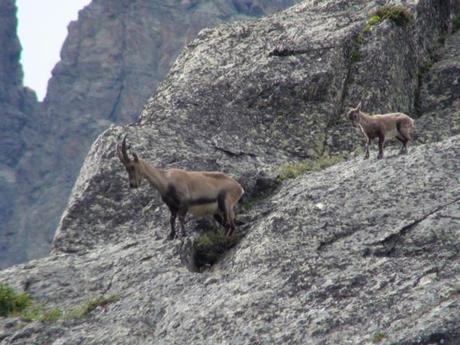 Chamonix en 10 photos Des chamois aux Aiguilles Rouges, Chamonix