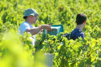 Vignoble Bordelais Château Fontenil Vendange 340x226