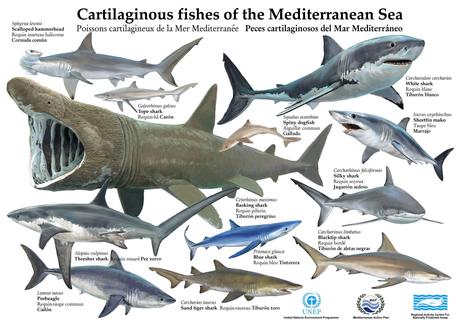 Especes de requins en méditerranée