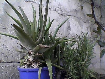 Vaporisateur d'été Vaporisateur d'été