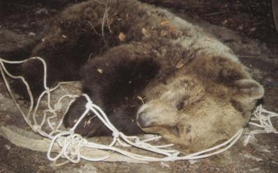 Capture de l'ourse Mellba Capture de l'ourse Mellba