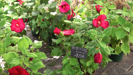 Mes vacances à Uzès #3 Marché_Uzes_2