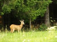 Brocard en lisière de forêt un soir d’été… Brocard en lisière de forêt un soir d’été…