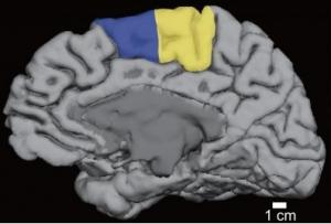 Le SOMMEIL consolide l'apprentissage du mouvement – The Journal of Neuroscience