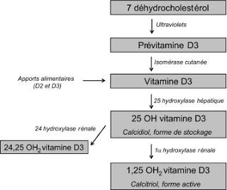 Vitamine D et diabète: un couple particulier