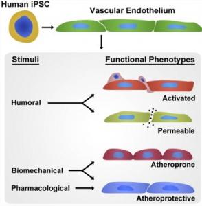 CELLULES SOUCHES: Développement de cellules vasculaires sensibles au flux sanguin – Stem Cell Reports