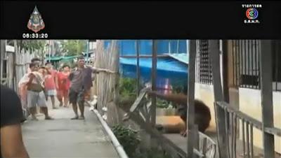Bangkok, Un Orang-outan provoque la panique  [HD]