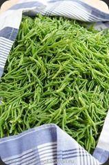 Salicorne-1 Salicorne-1