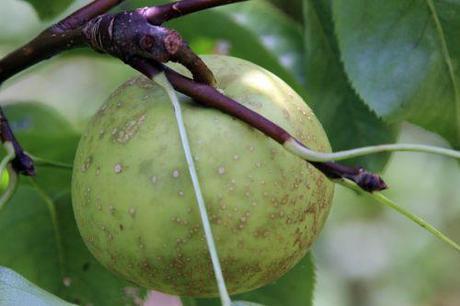 Poiriers 1 doyenné romi 28 août 2013 068.jpg