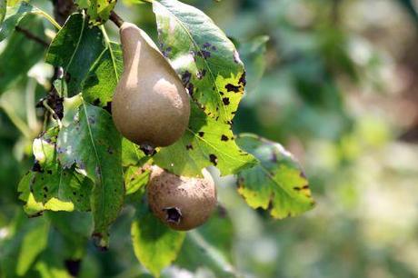 Poiriers conférence romi 28 août 2013 072.jpg