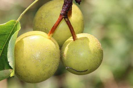 Poiriers 2 doyenné romi 28 août 2013 069.jpg