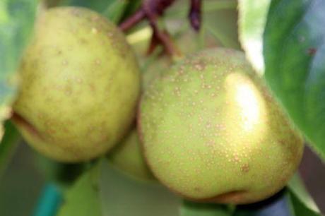 Poiriers 3 doyenné romi 28 août 2013 071.jpg